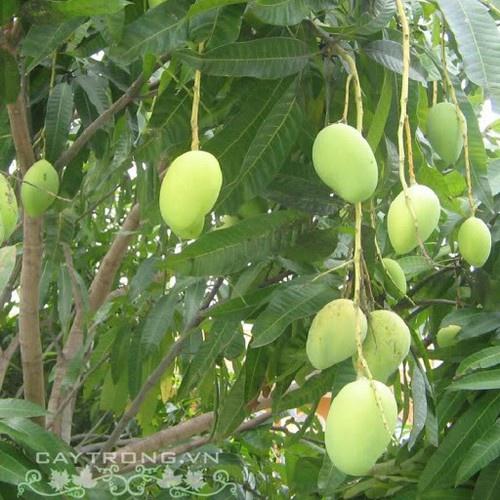 CÂY GIỐNG XOÀI TỨ QUÝ SIÊU QUẢ