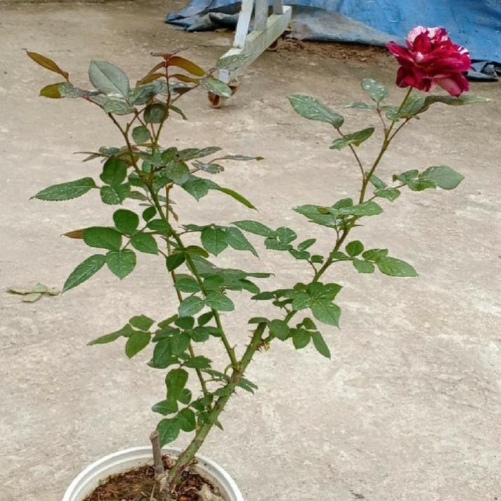 Cây hoa hồng julio - cây có bầu đất khỏe mạnh