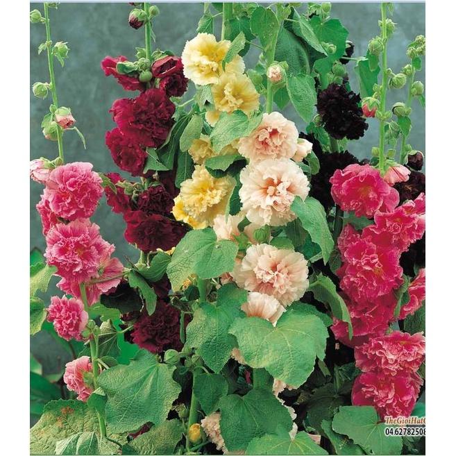 Hạt Giống Hoa Mãn Đình Hồng Kép Mix Màu KNS3649 - Gói 20 hạt