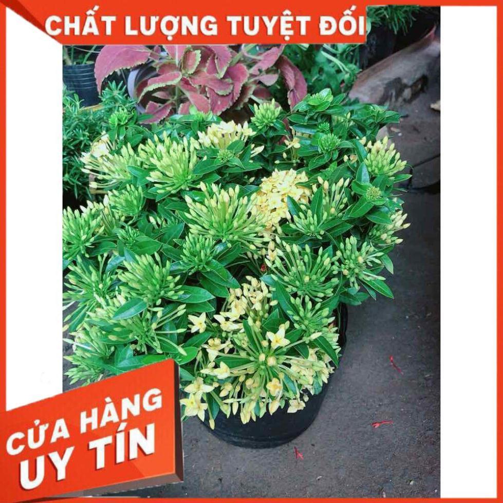 Cây trang thái Nhiều Người Mua