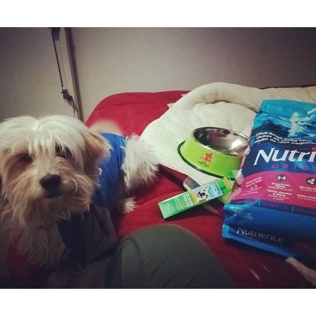 Thức Ăn Cho Chó Chihuahua Nutrience Original Bao 2,5kg Dầu Cá Hồi, Da Lông Bóng Mượt - Thịt Gà, Rau Củ Quả, Trái Cây