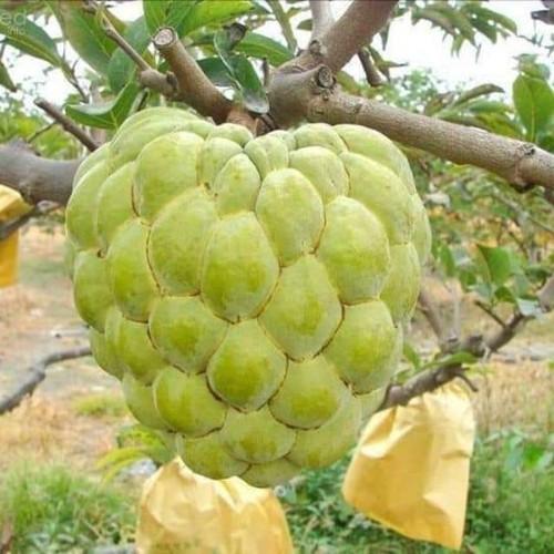 CÂY GIỐNG NA THÁI LAN SIÊU NGON, SIÊU KINH TẾ, CAM KẾT GIỐNG CHUẨN F1 - cgntsnsq