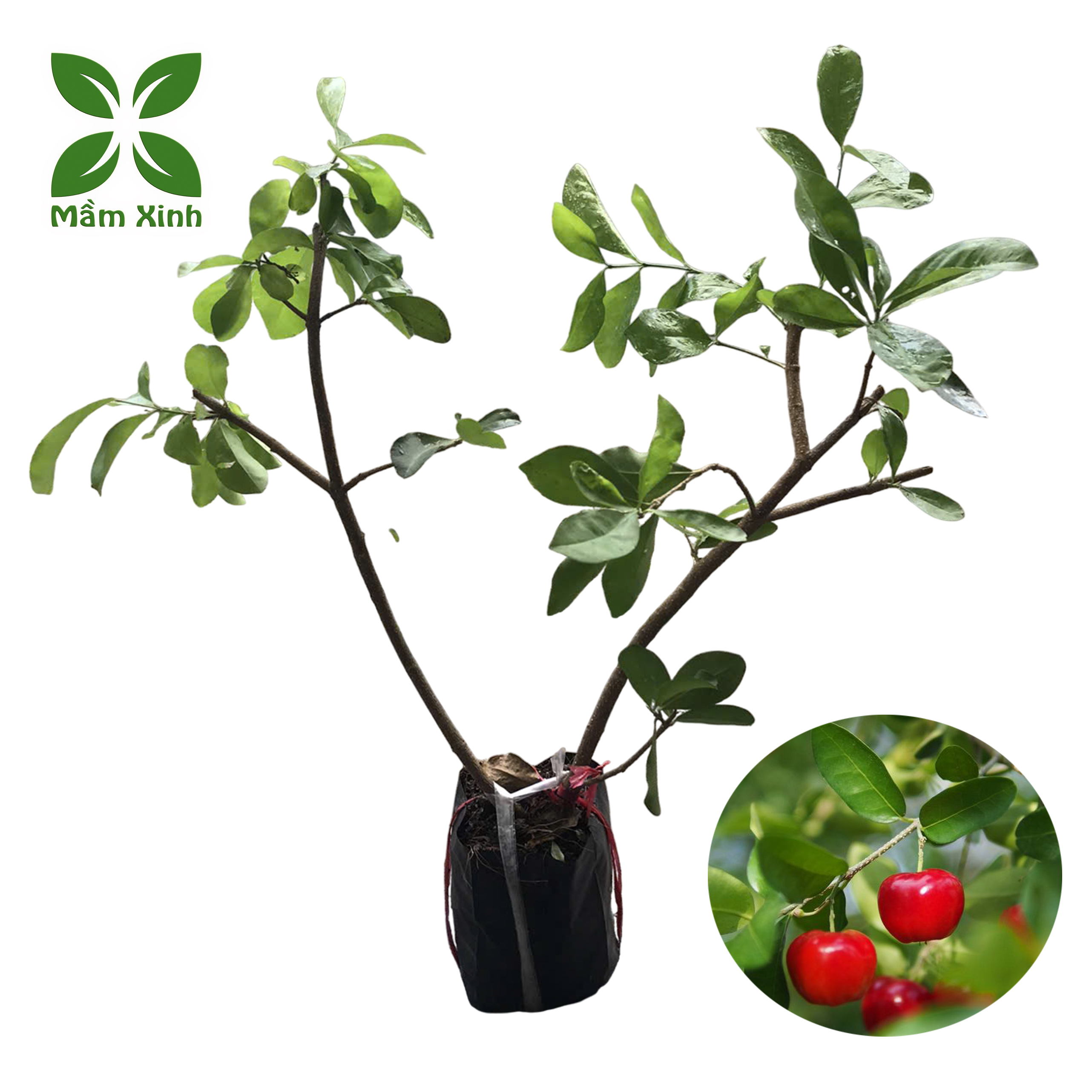 Cây Giống Sơ Ri Thái – Sơ Ri Ngọt – Cây Khỏe, Dễ Trồng, Cho Trái Nhiều, Ngọt Thanh