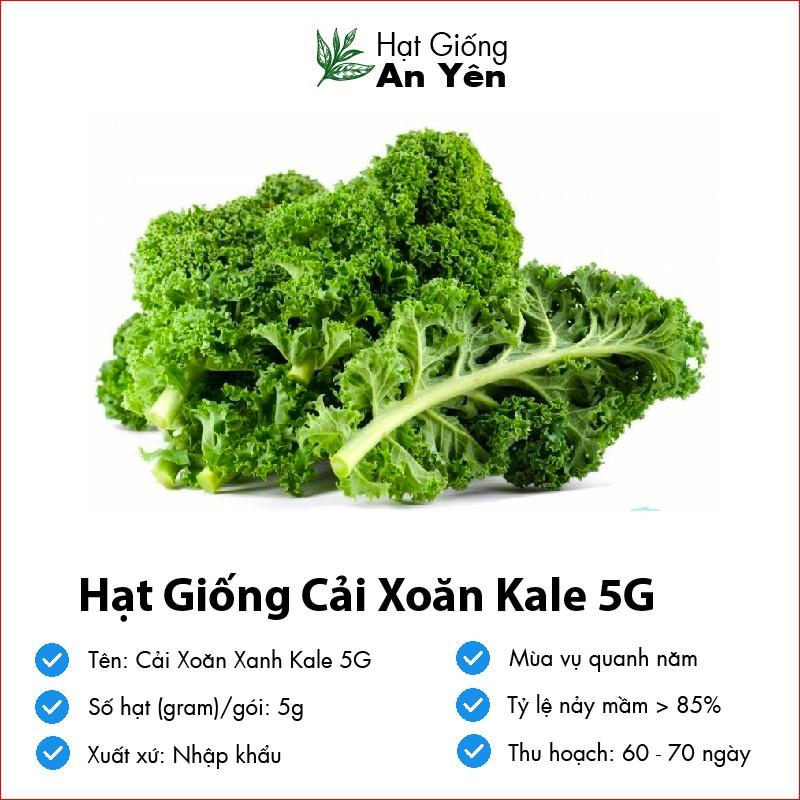 Hạt giống Cải Xoăn Kale, nhanh thu hoạch, dễ trồng, nảy mầm và năng suất cao