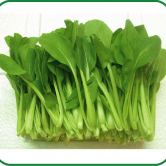 Hạt giống Cải Ngọt, Nảy Mầm Cao, Sinh Trưởng Và Phát Triển Khỏe, Kháng Bệnh Cao - Nông Sản Vàng