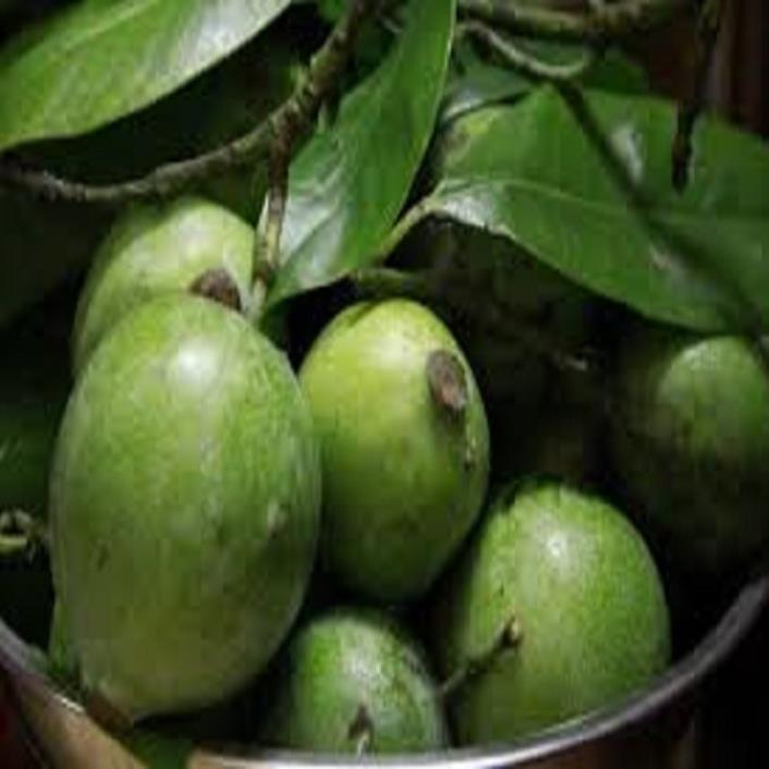 CÂY QUẢ DỌC NẤU CANH CHUA CHUẨN GIỐNG F1