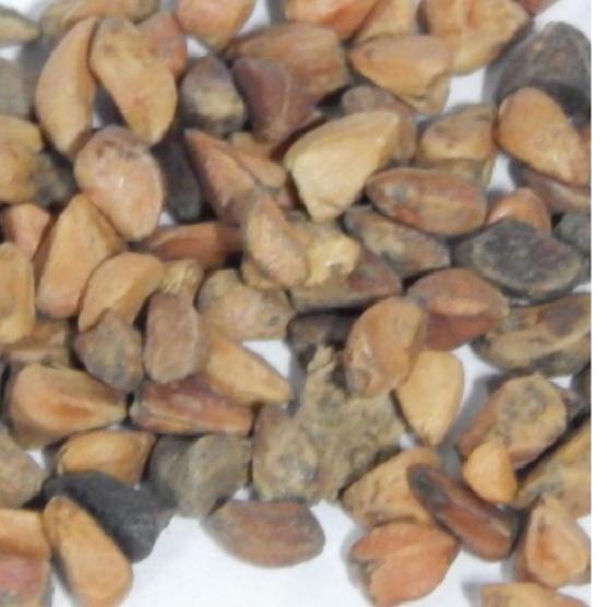 Bộ 3 gói hạt giống hoa hồng hà lan mix màu,hạt giống chất lượng cao-1 gói 20 hạt