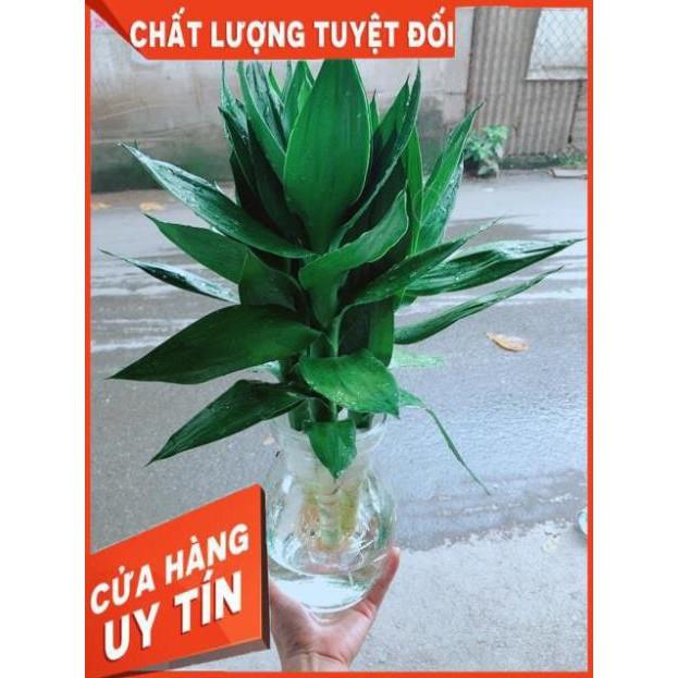 Chậu Trúc Phát Tài Thuỷ Sinh