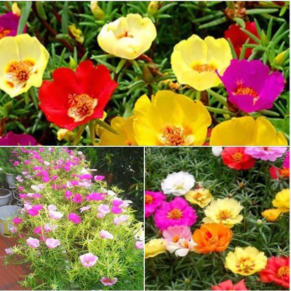 Hạt giống hoa 10h đơn mix màu