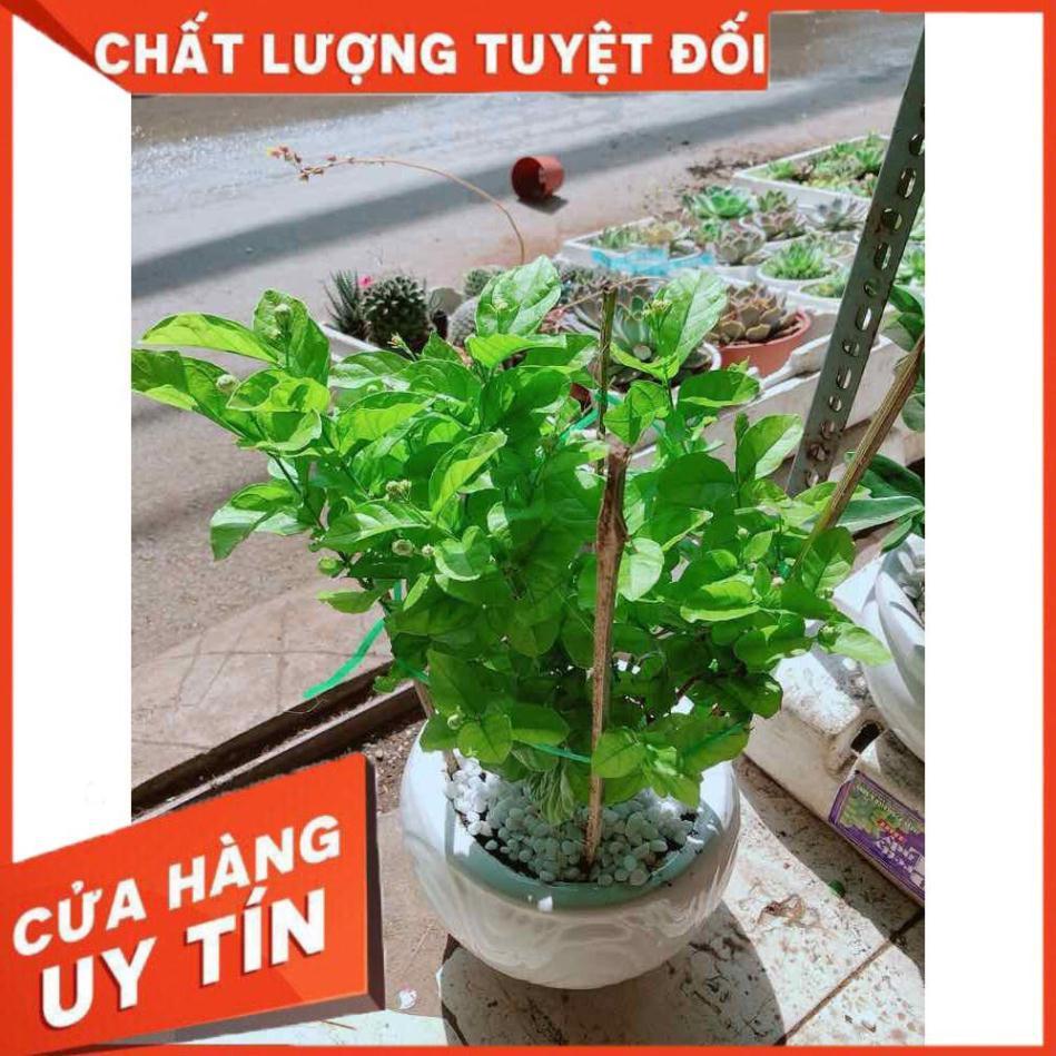 Chậu cây hoa nhài Nhiều Người Mua