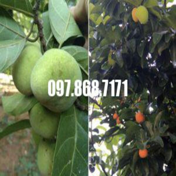 Cây Chay Đỏ Bắc Bộ