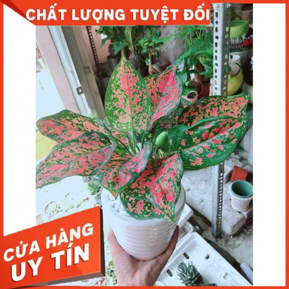 Chậu cây vạn lộc  Nhiều Người Mua