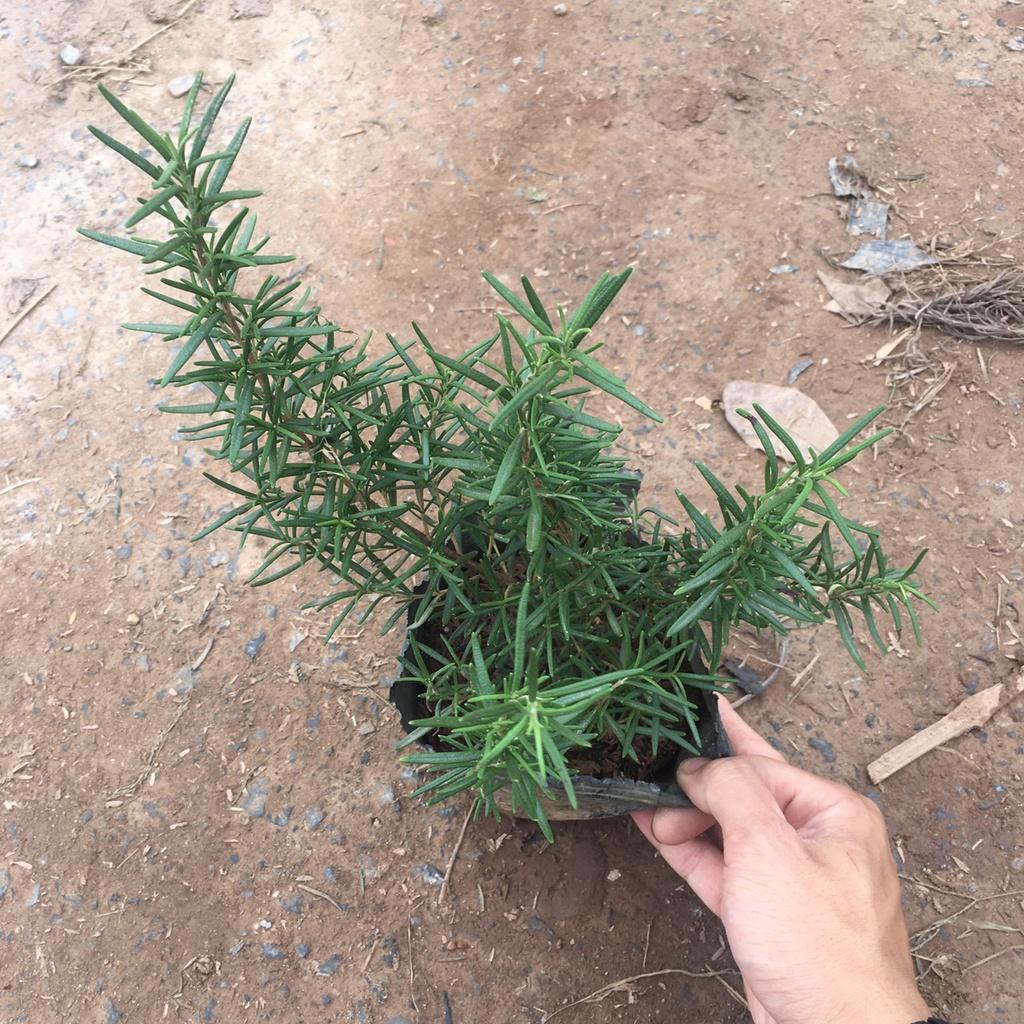 Cây Hương Thảo Rosemary Cao 30cm Toả Hương Dịu Nhẹ,Làm Gia Vị,Đuổi Muỗi