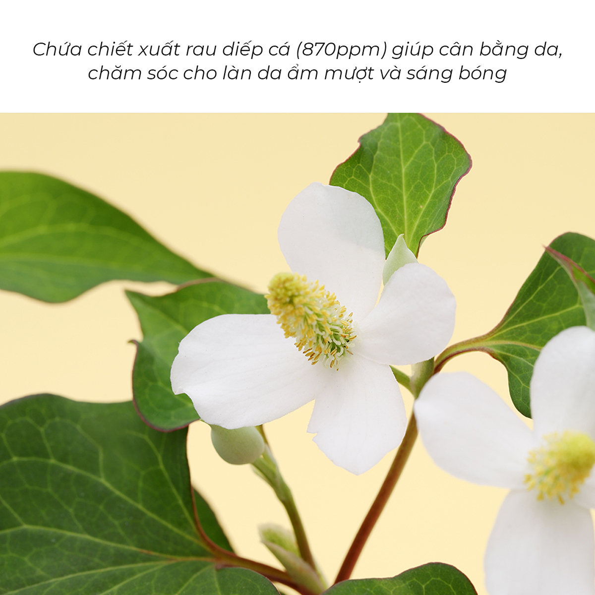 Sữa Dưỡng Ẩm Chống Lão Hóa, Mờ Nếp Nhăn Tenzero Clear Fit Heartleaf Emulsion 200ml