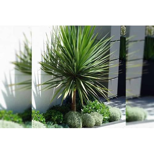 CHẬU CÂY PHÁT TÀI NÚI SIÊU ĐẸP, MANG LẠI MAY MẮN- VƯỢNG PHONG THỦY CHO GIA CHỦ - NCCPTNSTSD