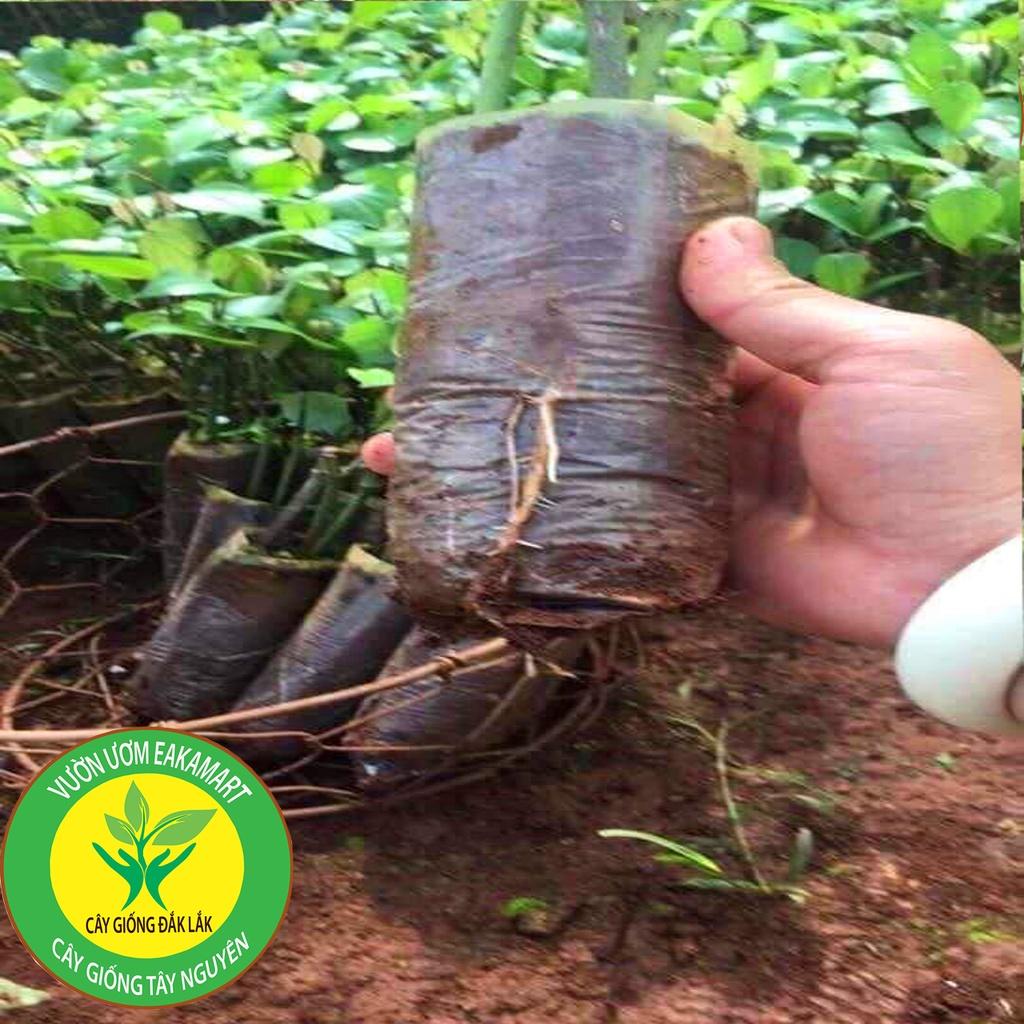 Giống Tiêu Ăn Hạt