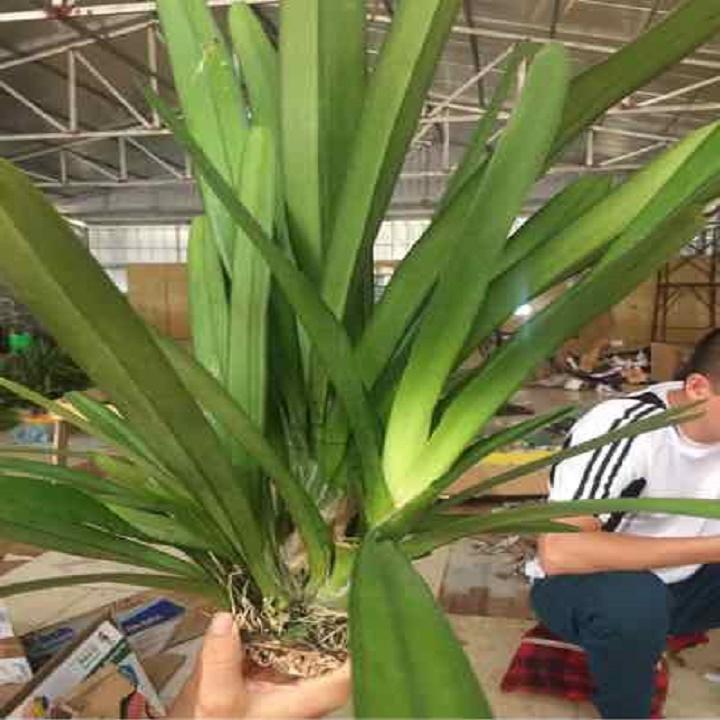 Hoa lan kiếm, 1 THÂN HOA LAN KIẾM TIÊN VŨ cây đẹp sản phẩm mới