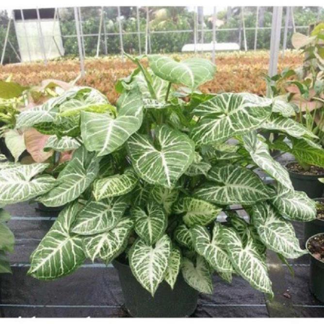 Cây trầu bà trắng, cây phong thuỷ