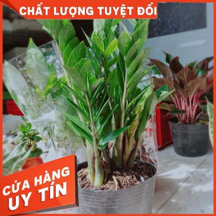 Kim tiền size đại Nhiều Người Mua