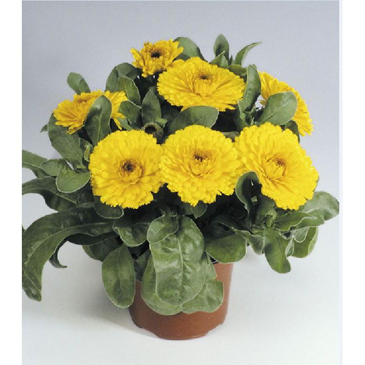 Hạt Giống Hoa Cúc SuSi Nhiều Màu - 50Hạt/gói