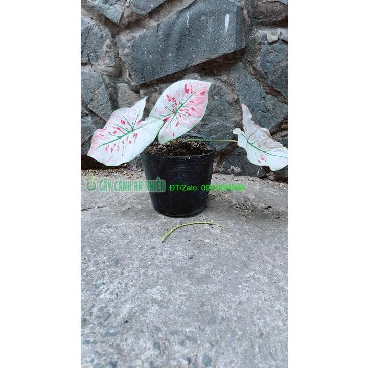 Cây Môn Trắng Kiểng