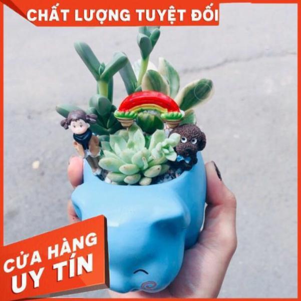 Chậu tiểu cảnh sen đá 01