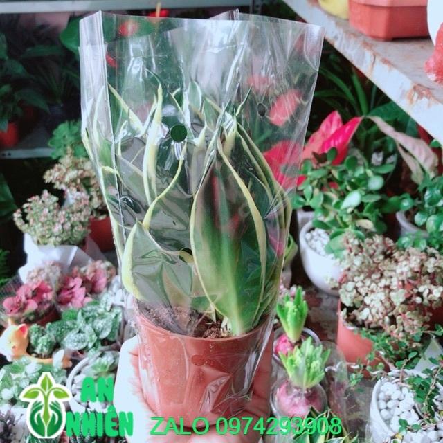 Lưỡi Hổ Thái Xanh Thái