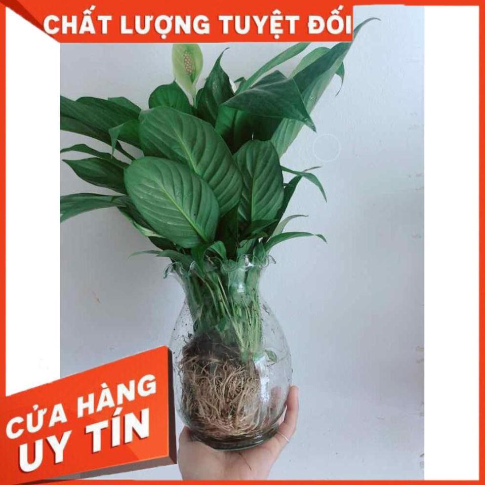 Chậu lan ý thuỷ sinh Nhiều Người Mua