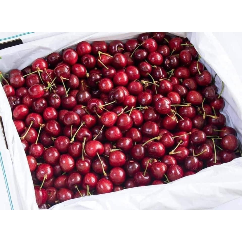 CÂY GIỐNG CHERRY BẦU NHỎ.