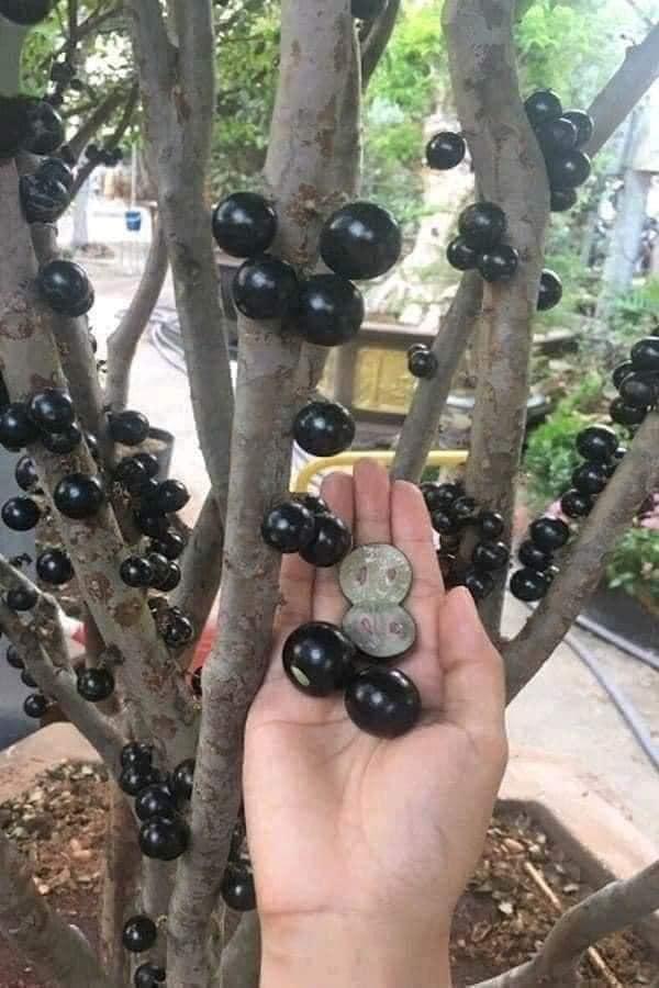 CÂY GIỐNG NHO THÂN GỖ