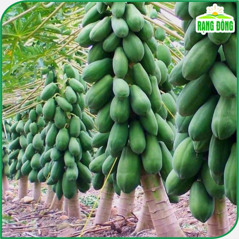 Hạt Giống Đu Đủ Lùn Thái Lan - Hạt giống Rạng Đông