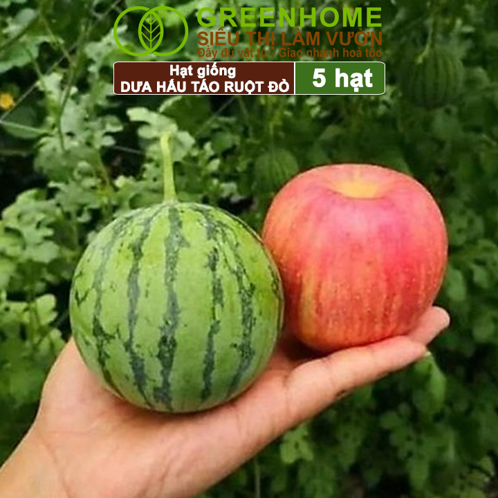 Hạt Giống Dưa Hấu Táo Ruột Đỏ Greenhome, Gói 5 Hạt, Dễ Trồng Quanh Năm, Nảy Mầm Cao, T23