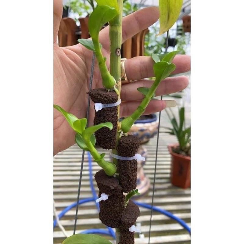 5 Viên Mút Ươm Kie Hữu Cơ Lan Phi Điệp