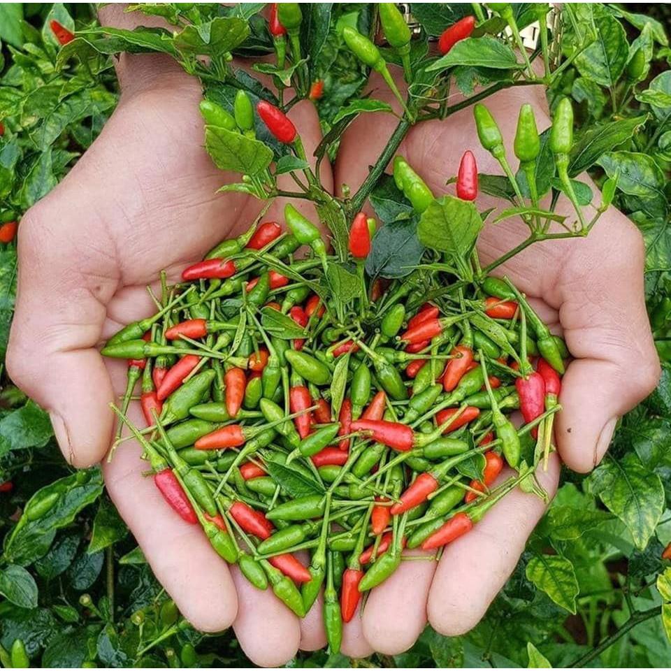 HẠT GIỐNG ỚT XIÊM ỚT HIỂM XANH