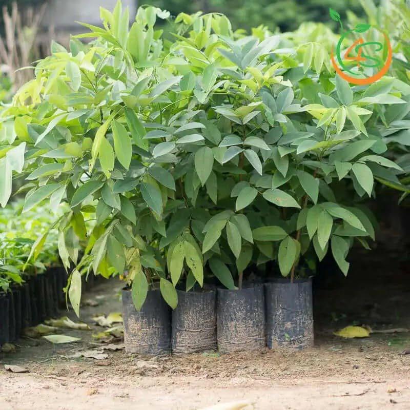 0.5 KG HẠT GIỐNG CÂY Cây Osaka Vàng - MUỒNG HOÀNG YẾN