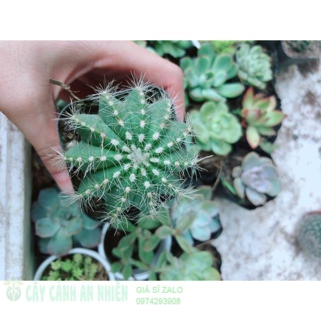 Xương rồng