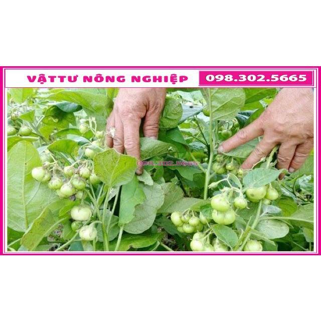 Cà pháo xanh cao sản gói 2gr và 5gr