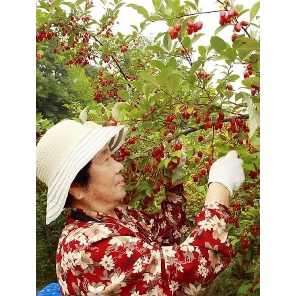 CÂY GIỐNG NHÓT NGỌT CHERRY SIÊU SỚM