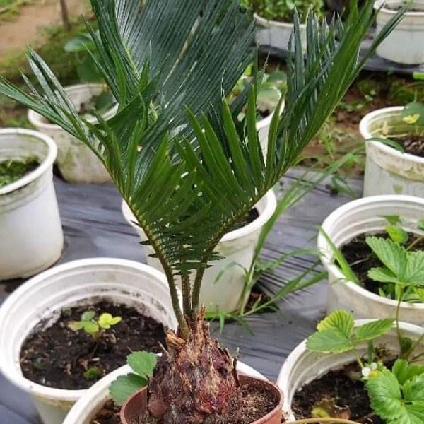 CÂY VẠN TUẾ -CÂY MANG LẠI SỰ UY NGHI, CỔ KÍNH CHO NGÔI NHÀ , VƯỢNG PHONG THỦY CHO GIA CHỦ