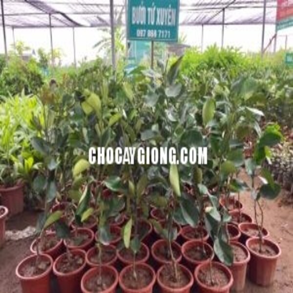 CÂY BƯỞI TỨ XUYÊN