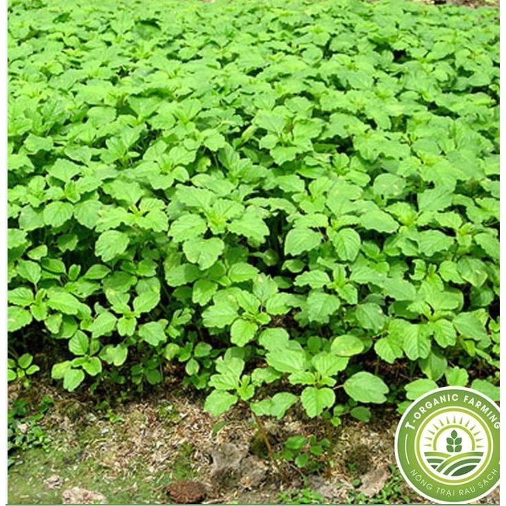 Hạt giống rau dền cơm CT107 - Gói 10gram