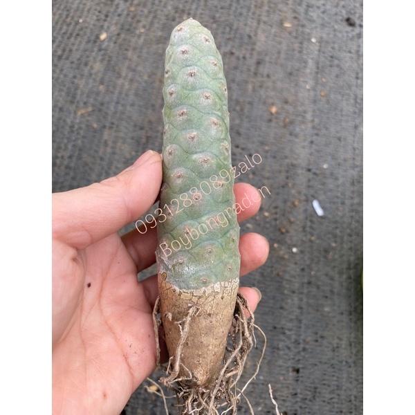 Cây xương rồng Tephrocactus xương rồng trái nhàu