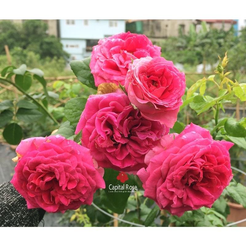 Hoa hồng Kate Rose - hồng leo, hoa to, hoa thơm