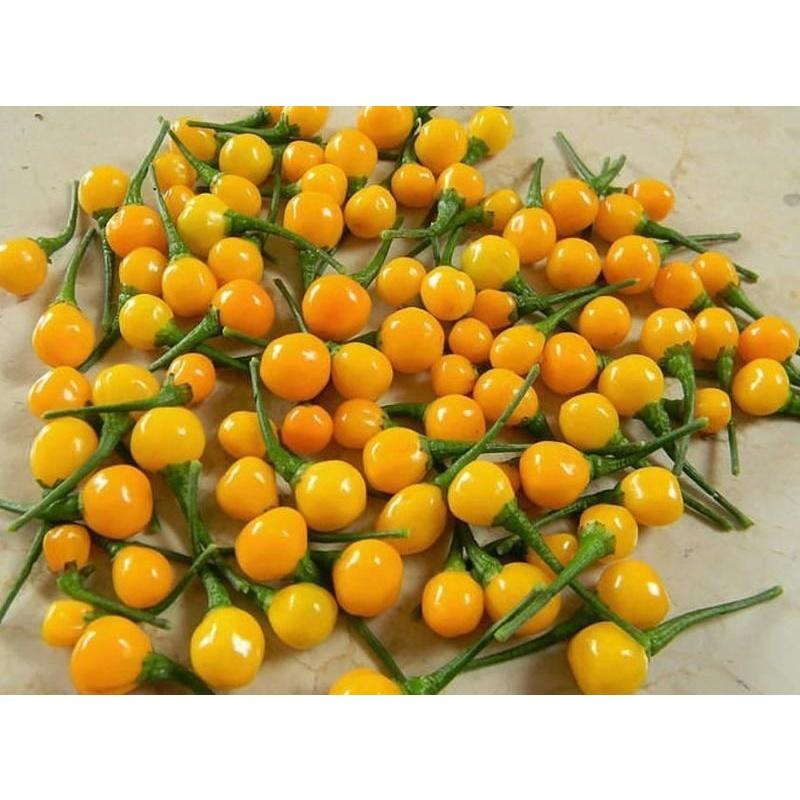 Cây Ớt Giống Peru