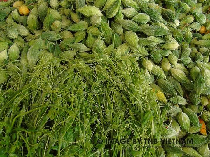 Viên Uống Khổ Qua Rừng Mudaru Hộp 30 Viên Hỗ Trợ Tiểu Đường, Cao Huyết Áp, Mỡ Máu, Mất Ngủ