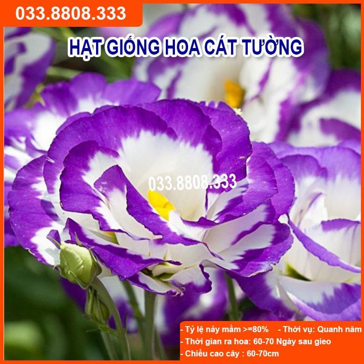 Hạt Giống Hoa Cát Tường Tím - Hoa đẹp dễ trồng chậu