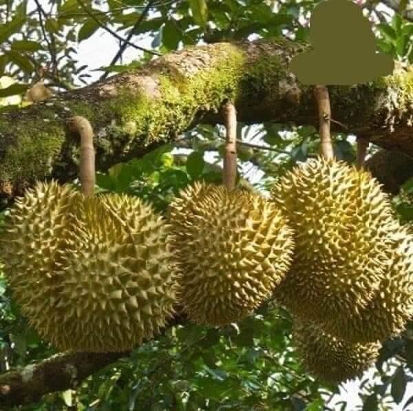 Cây giống sầu riêng ri6 siêu lùn trái sớm