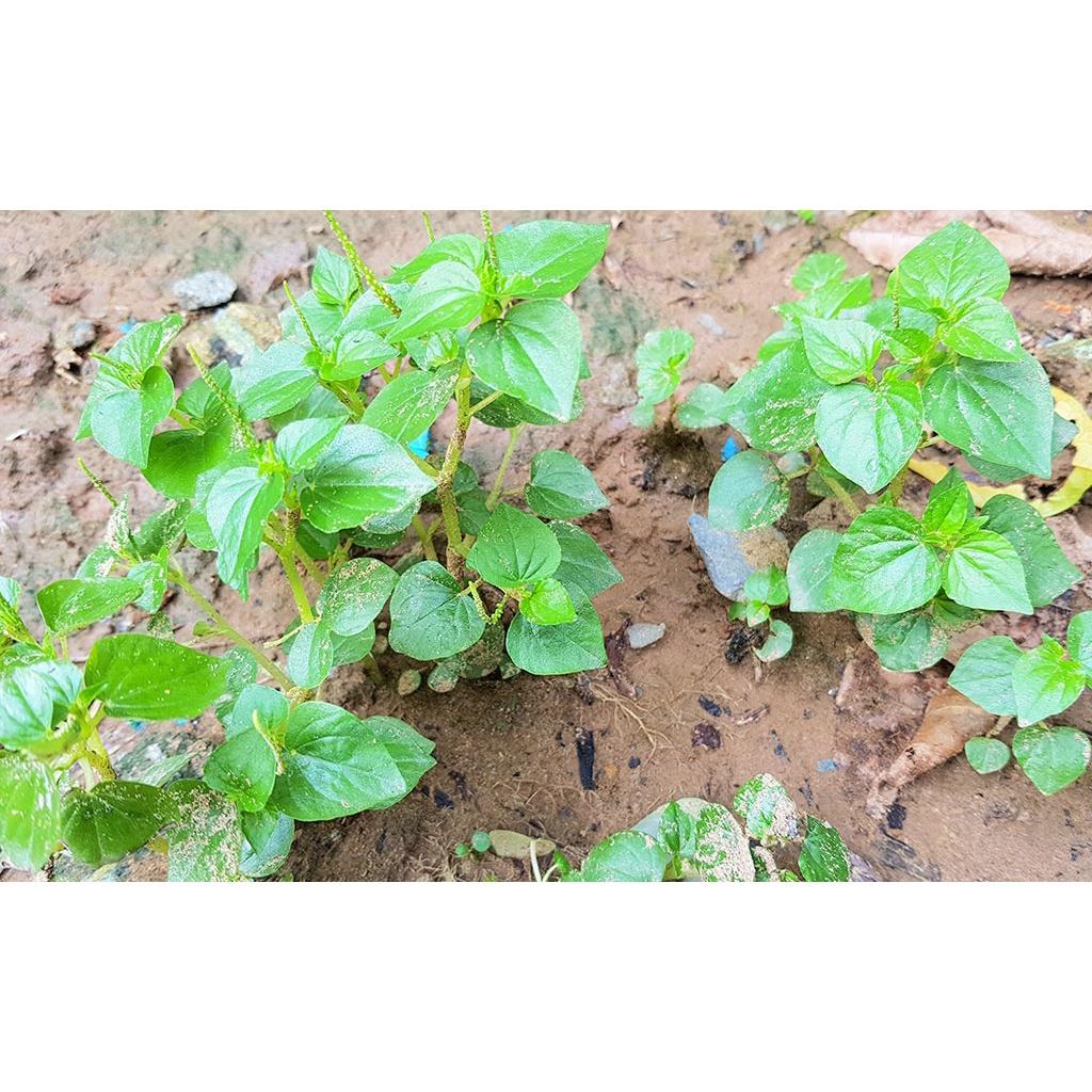 Rau càng cua - bầu cây giống