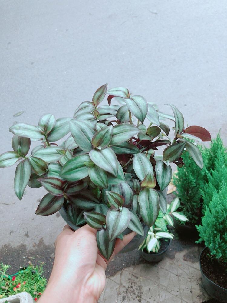 Cây Thài Lài Tím