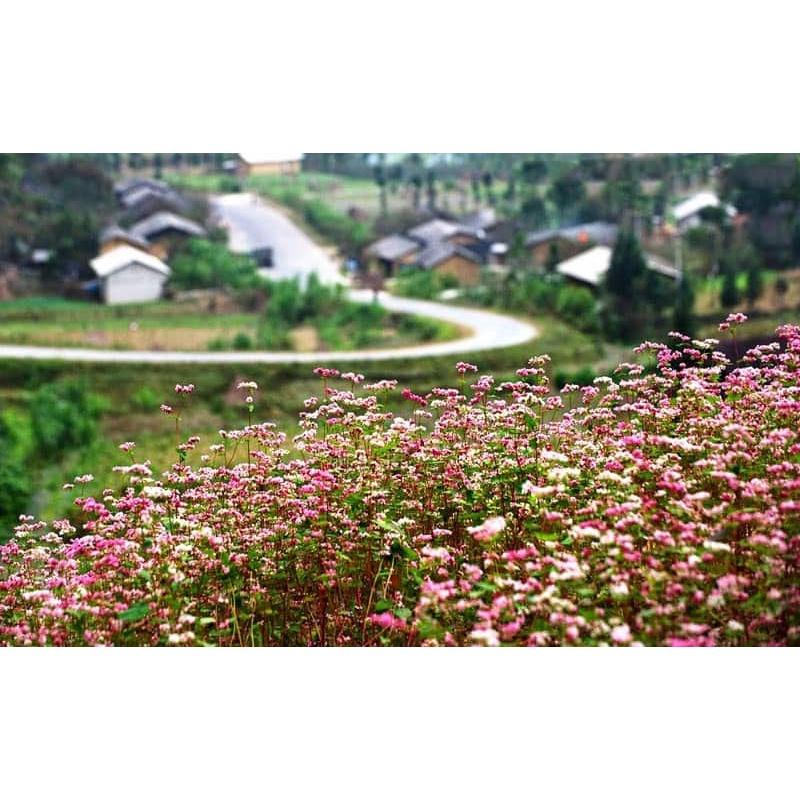 HẠT GIỐNG HOA TAM GIÁC MẠCH - 10 GRAM
